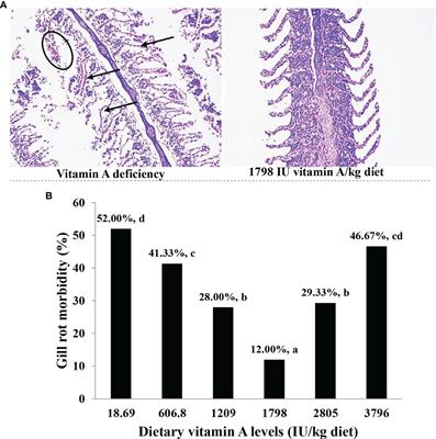 New Insight on the Immune Modulation and Physical Barrier Protection Caused by Vitamin A in Fish Gills Infected With Flavobacterium columnare